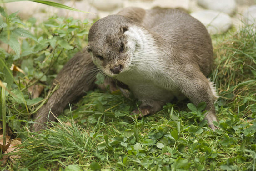 无人,站,横图,俯视,室外,特写,白天,草地,草坪,植物,野生动物,水獭,阴影,朦胧,模糊,光线,影子,注视,草,一只,绿色,阳光,动物,观察,看,站着,可爱,活泼,观看,察看,关注,站立,彩图,高角度拍摄