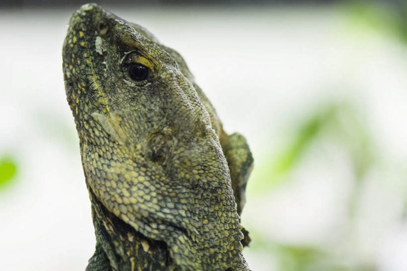 头,无人,横图,室外,特写,白天,正面,野生动物,蜥蜴,朦胧,模糊,一只,绿色,动物,活泼,凶猛,石龙子,鬃狮蜥,山龙子,石蜴,泉龙,猪婆蛇,五寸棍,四脚蛇,头部,守宫,半身,彩图