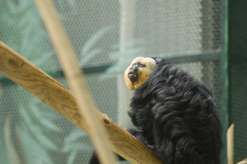 无人,栏杆,站,横图,俯视,室外,白天,猴,野生动物,猴子,两根,阴影,光线,木棒,木头,网,影子,围栏,注视,护栏,一只,绿色,黑色,阳光,动物,观察,看,站着,转头,可爱,活泼,观看,察看,关注,白脸狐尾猴,白面僧面猴,南美白脸猴,站立,彩图,高角度拍摄