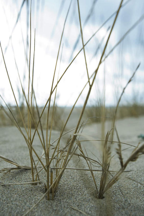 无人,竖图,室外,特写,白天,正面,旅游,度假,草地,草坪,美景,沙滩,植物,许多,阴影,朦胧,模糊,光线,沙子,影子,海岸,景观,云,云朵,沙地,云彩,娱乐,草,蓝色,绿色,白云,蓝天,天空,阳光,自然,天,享受,休闲,景色,放松,自然风光,滨草,海滩,彩图