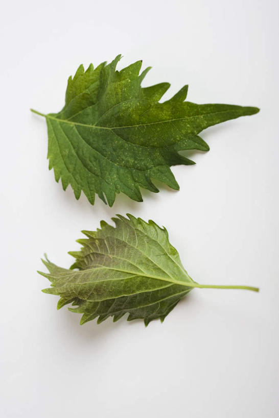 无人,竖图,俯视,室内,特写,白天,桌面,桌子,叶子,两片,调料,绿叶,调味品,调味料,嫩叶,紫苏,香叶,赤苏,红苏,黑苏,叶,叶片,叶脉,彩图,高角度拍摄