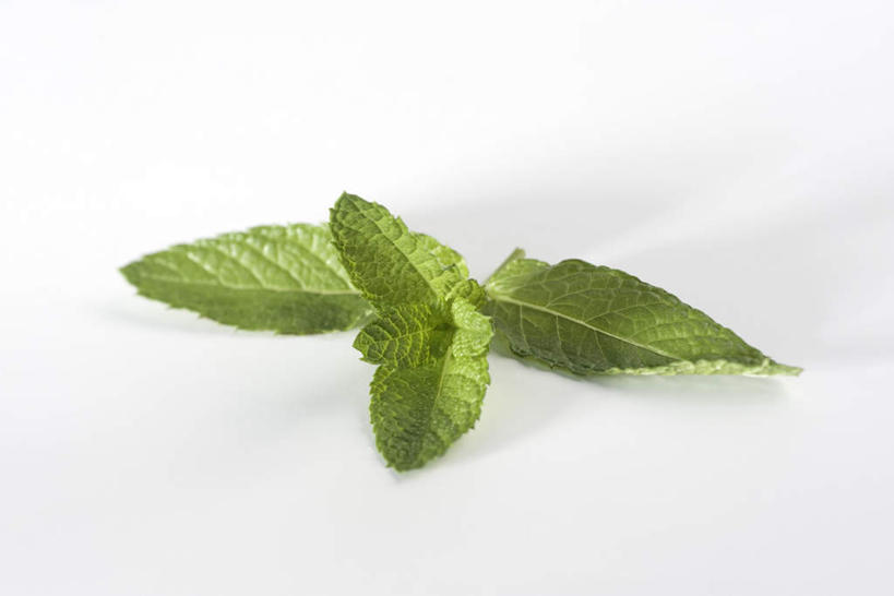 无人,横图,俯视,室内,特写,白天,白色背景,植物,餐桌,桌子,静物,叶子,食品,绿叶,薄荷叶,草药,药草,中药,食物,嫩叶,摄影,影棚,餐台,药材,中草药,中药材,本草,叶,叶片,彩图,高角度拍摄,影棚拍摄,拍摄
