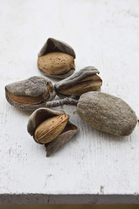 无人,竖图,俯视,室内,特写,白天,白色背景,餐桌,桌子,杏仁,静物,摄影,影棚,餐台,杏子,杏梅仁,杏核仁,木落子,苦杏仁,彩图,高角度拍摄,影棚拍摄,拍摄