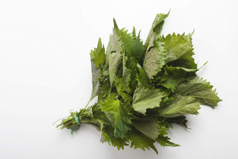 无人,横图,俯视,室内,特写,白天,白色背景,植物,静物,叶子,一捆,绿叶,草药,药草,中药,嫩叶,摄影,影棚,紫苏,药材,中草药,中药材,本草,赤苏,红苏,黑苏,叶,叶片,彩图,高角度拍摄,影棚拍摄,拍摄