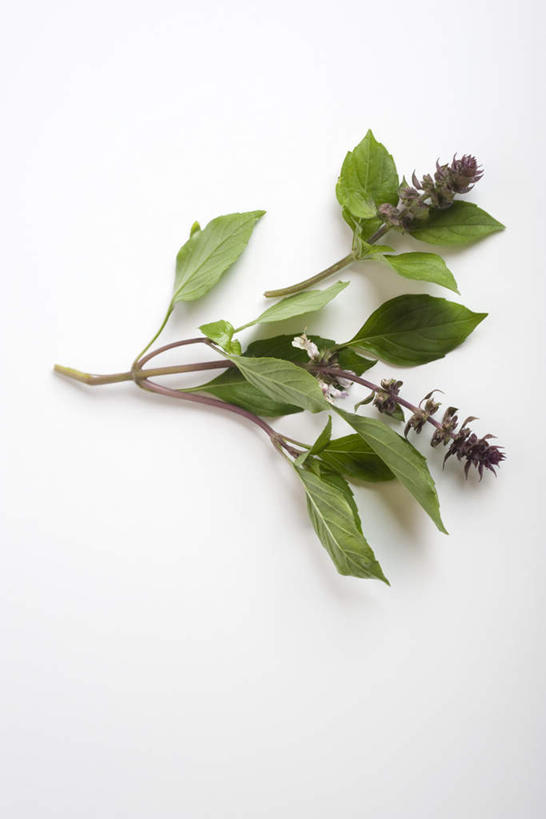 无人,竖图,俯视,室内,特写,白天,白色背景,植物,餐桌,桌子,静物,香料,草药,中药,香草,摄影,影棚,餐台,罗勒,紫苏,药材,中草药,九层塔,圣约瑟夫草,甜罗勒,兰香,中药材,本草,一株,彩图,高角度拍摄,影棚拍摄,拍摄