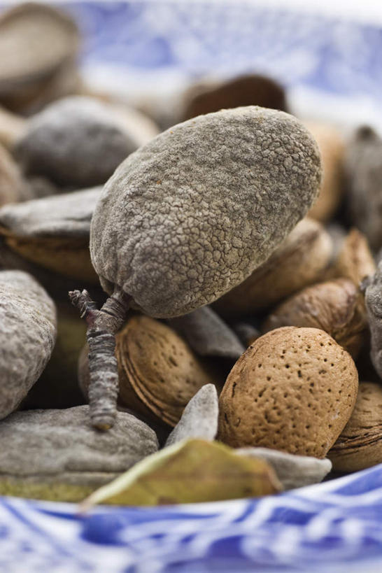 无人,竖图,俯视,室内,特写,白天,白色背景,杏仁,静物,餐具,一堆,许多,堆叠,堆积,朦胧,模糊,碟子,盘,坚果,果壳,盘子,碟,摄影,影棚,堆,一碟,杏子,杏梅仁,杏核仁,木落子,苦杏仁,彩图,高角度拍摄,影棚拍摄,拍摄