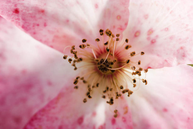 无人,横图,俯视,室外,特写,白天,白色背景,朦胧,模糊,盛开,花蕾,花,花瓣,花朵,鲜花,一朵,粉色,花苞,花蕊,苹果花,彩图,高角度拍摄