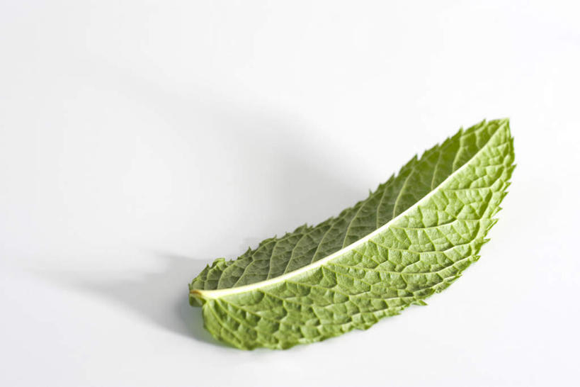 无人,横图,俯视,室内,白天,白色背景,植物,餐桌,桌子,叶子,一片,绿叶,薄荷叶,草药,药草,中药,一个,嫩叶,摄影,影棚,单个,餐台,药材,中草药,中药材,本草,叶,叶片,彩图,高角度拍摄,影棚拍摄,拍摄