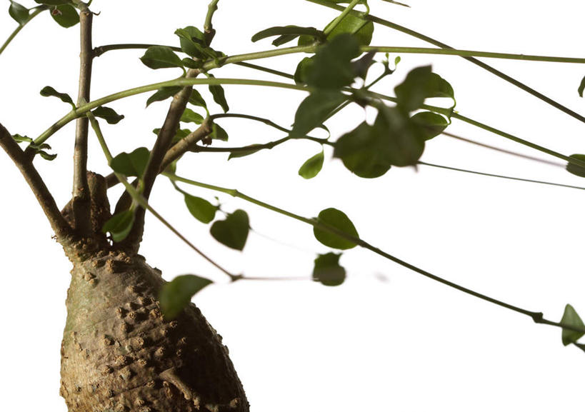 无人,横图,室内,特写,白天,白色背景,正面,植物,静物,叶子,根茎,绿叶,种子,块,一个,绿色,自然,嫩叶,摄影,影棚,生长,单个,成长,叶,叶片,彩图,影棚拍摄,拍摄