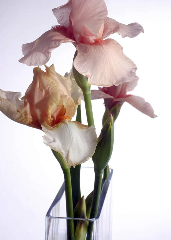 无人,竖图,室内,特写,白天,白色背景,正面,植物,静物,花瓶,盛开,草药,插,花蕾,中药,玻璃制品,花,花瓣,花朵,鲜花,玻璃瓶,瓶子,花苞,花蕊,摄影,影棚,鸢尾,药材,中草药,中药材,本草,紫蝴蝶,蓝蝴蝶,乌鸢,扁竹花,彩图,影棚拍摄,拍摄