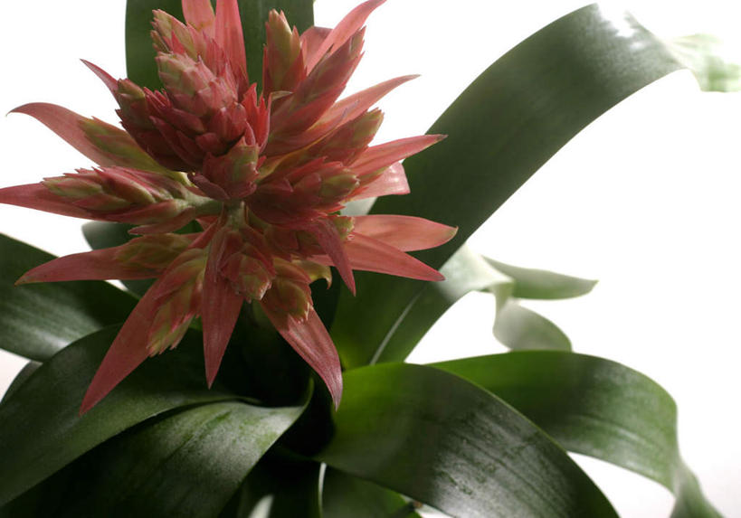 无人,横图,俯视,室内,特写,白天,白色背景,凤梨花,静物,叶子,盛开,绿叶,花蕾,花,花瓣,花朵,鲜花,一朵,红色,花苞,花蕊,嫩叶,摄影,影棚,完美,观赏凤梨,菠萝花,叶,叶片,彩图,高角度拍摄,影棚拍摄,拍摄