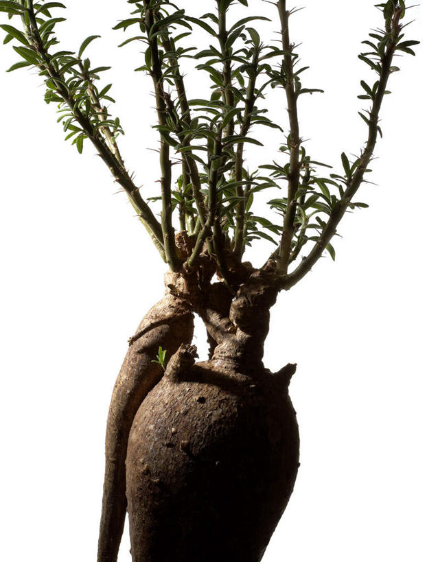 无人,竖图,室内,特写,白天,白色背景,正面,植物,静物,叶子,根茎,绿叶,种子,块,一个,绿色,自然,嫩叶,摄影,影棚,生长,单个,成长,叶,叶片,彩图,影棚拍摄,拍摄