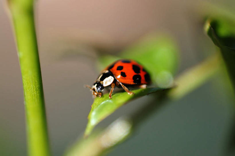 无人,站,横图,俯视,室外,白天,瓢虫,叶子,阴影,光线,昆虫,影子,绿叶,停留,一个,红色,绿色,阳光,站着,嫩叶,单个,叶,叶片,站立,彩图,高角度拍摄