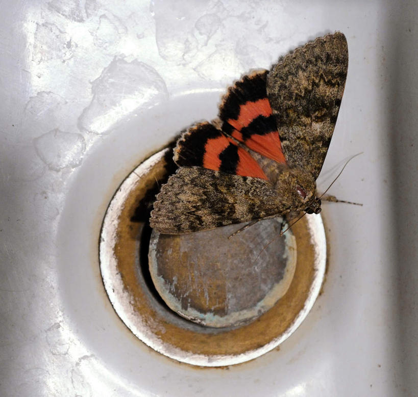 无人,站,横图,俯视,室内,白天,生锈,翅膀,洗脸盆,停留,管道,水管,一只,红色,站着,飞蛾,站立,彩图,高角度拍摄