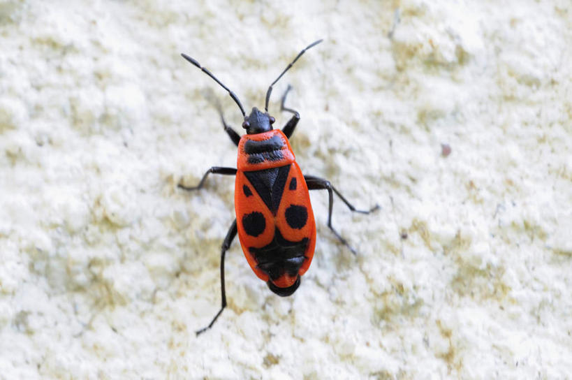 无人,攀登,横图,俯视,室外,白天,沙滩,昆虫,沙子,海岸,沙地,一只,红色,动物,爬,益虫,萤火虫,海滩,攀爬,彩图,高角度拍摄