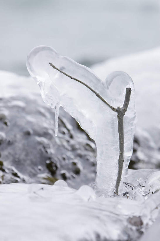 无人,竖图,室外,特写,白天,正面,美景,树林,植物,静物,冰,景观,冬季,冬天,冰柱,树,树木,自然,景色,寒冷,生长,成长,自然风光,严寒,彩图