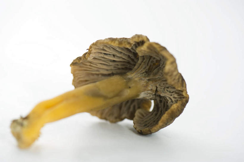 无人,横图,俯视,室内,白天,白色背景,蔬菜,新鲜,菌菇,食品,菌类,食物,一个,黄色,食用菌,摄影,有机食品,绿色食品,影棚,鸡油菌,杏黄菌,杏菌,彩图,高角度拍摄,影棚拍摄,拍摄