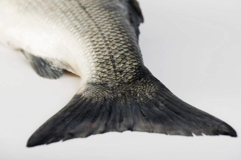 海鲜,无人,横图,俯视,室内,白天,白色背景,鳟鱼,一条,水产,海洋生物,摄影,影棚,水生动物,海产品,水生物,海底动物,鱼尾,鮅,赤眼鱼,红目鳟,红眼棒,野草鱼,彩图,高角度拍摄,影棚拍摄,拍摄