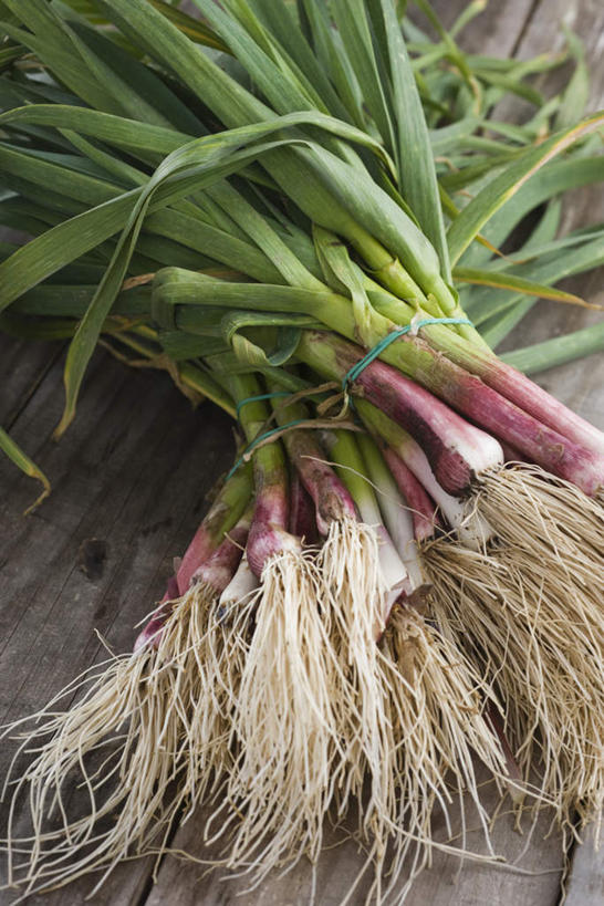 无人,竖图,俯视,室内,特写,白天,地板,蒜,叶子,许多,绿叶,根,地面,木地板,绿色,嫩叶,叶,叶片,小蒜,大蒜,彩图,高角度拍摄