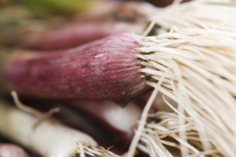 无人,横图,俯视,室内,特写,白天,地板,蒜,叶子,许多,朦胧,模糊,绿叶,根,地面,木地板,绿色,嫩叶,叶,叶片,小蒜,大蒜,彩图,高角度拍摄