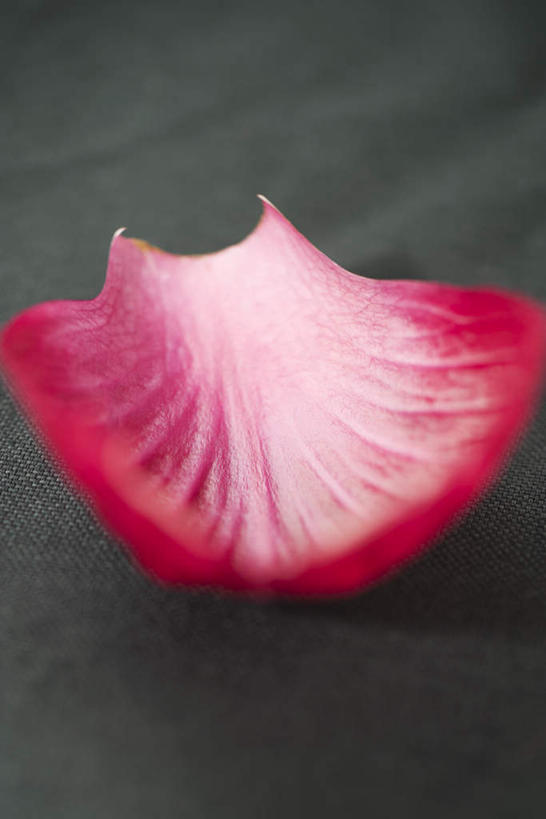 无人,竖图,俯视,室内,特写,白天,蔬菜,洋葱,叶子,一片,新鲜,食品,食物,红色,摄影,有机食品,绿色食品,影棚,叶,叶片,圆葱,洋葱头,球葱,彩图,高角度拍摄,影棚拍摄,拍摄