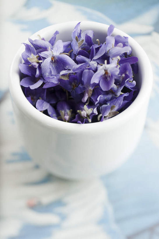 无人,竖图,俯视,室内,特写,白天,桌子,紫罗兰,静物,杯子,许多,盛开,瓷器,陶瓷制品,花蕾,桌布,花,花瓣,花朵,鲜花,一个,紫色,花苞,花蕊,摄影,影棚,单个,瓷杯,草紫罗兰,草桂花,彩图,高角度拍摄,影棚拍摄,拍摄