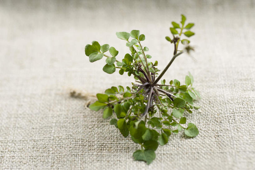 无人,横图,俯视,室内,白天,植物,桌子,静物,叶子,一棵,芳香,绿叶,桌布,绿色,香草,嫩叶,吉祥,百里香,麝香草,如意,勇气,勇敢,地椒,自尊,不屈,平安,叶,叶片,彩图,高角度拍摄