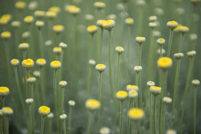无人,横图,俯视,室外,特写,白天,旅游,度假,花海,花圃,美景,植物,叶子,法国,欧洲,朦胧,模糊,盛开,景观,花蕾,娱乐,花,花瓣,花朵,花卉,鲜花,黄色,绿色,自然,花丛,花束,花田,花苞,花蕊,享受,休闲,景色,放松,自然风光,法兰西共和国,法兰西第五共和国,普瓦图.夏朗德,普瓦图.夏朗德大区,夏朗德省,彩图,高角度拍摄