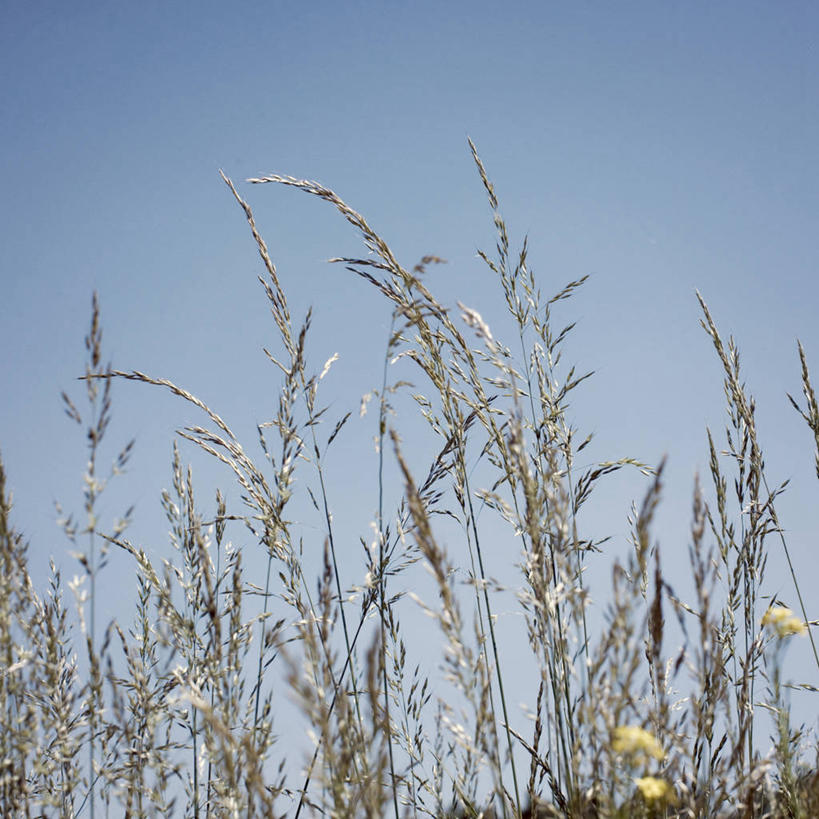 无人,方图,室外,白天,正面,旅游,度假,草地,草坪,美景,植物,法国,欧洲,阴影,朦胧,模糊,光线,影子,景观,娱乐,草,蓝色,绿色,蓝天,天空,阳光,自然,天,享受,休闲,景色,放松,晴朗,自然风光,万里无云,法兰西共和国,法兰西第五共和国,猫尾草,牧草,梯牧草,晴空,晴空万里,彩图