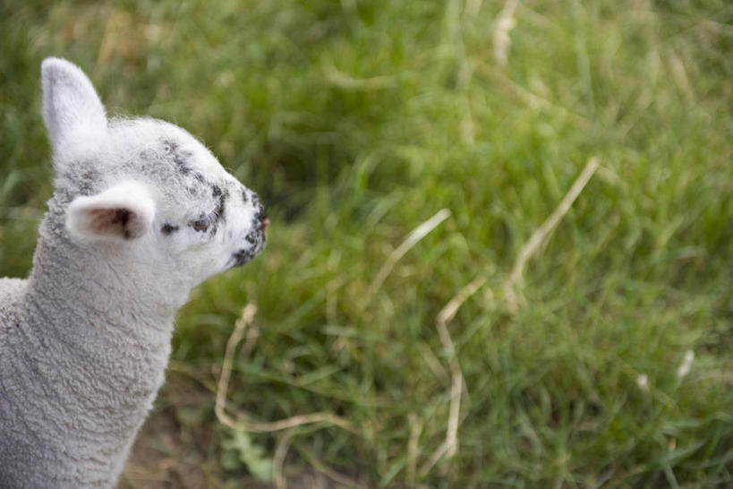 无人,农场,站,横图,俯视,室外,特写,白天,旅游,度假,畜牧业,牧场,草地,草坪,美景,植物,羊,法国,欧洲,朦胧,模糊,景观,注视,娱乐,草,一只,绿色,自然,动物,观察,看,站着,享受,休闲,家畜,景色,放松,牲畜,观看,察看,关注,自然风光,畜牧,法兰西共和国,牧业,法兰西第五共和国,普瓦图.夏朗德,普瓦图.夏朗德大区,夏朗德省,绵羊,站立,半身,彩图,高角度拍摄