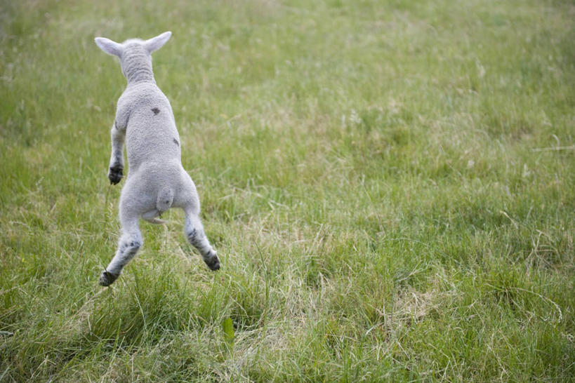 无人,农场,跳,横图,室外,白天,旅游,度假,畜牧业,牧场,草地,草原,美景,植物,羊,法国,欧洲,朦胧,模糊,景观,旷野,半空,娱乐,草,一只,背面,绿色,自然,动物,享受,休闲,家畜,景色,放松,牲畜,张开双腿,自然风光,原野,畜牧,法兰西共和国,牧业,法兰西第五共和国,展开双腿,普瓦图.夏朗德,普瓦图.夏朗德大区,夏朗德省,绵羊,跳跃,彩图,全身,伸展双腿