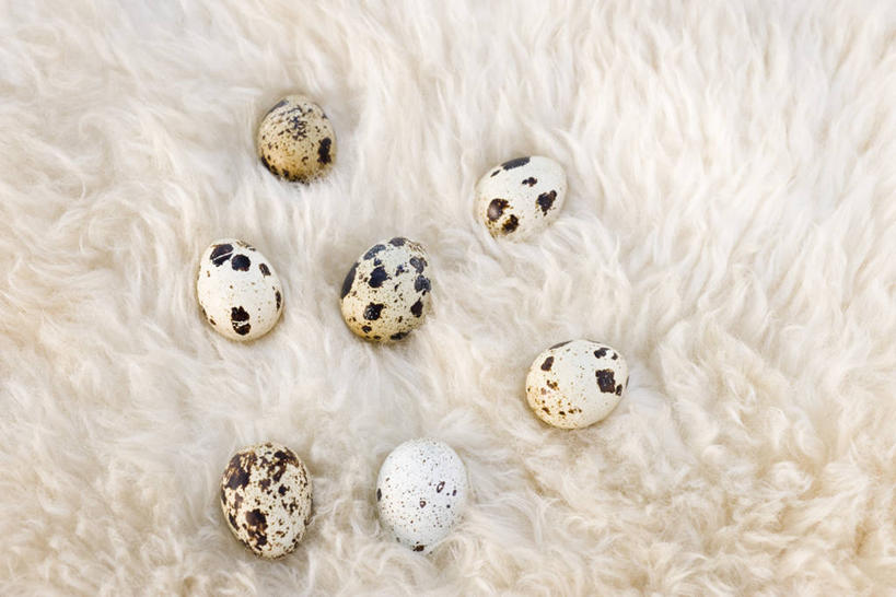 无人,横图,俯视,室内,特写,白天,许多,阴影,反射,影子,蛋,鹌鹑蛋,很多,摄影,影棚,羊毛,卵,鹌鹑卵,鹑鸟蛋,彩图,高角度拍摄,影棚拍摄,拍摄