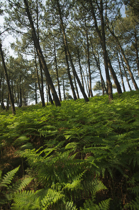 无人,竖图,室外,白天,正面,旅游,度假,草地,草坪,美景,森林,树林,植物,法国,欧洲,阴影,光线,影子,景观,娱乐,草,树,树木,蓝色,绿色,蓝天,天空,阳光,自然,天,享受,休闲,景色,放松,生长,晴朗,成长,布列塔尼,自然风光,万里无云,法兰西共和国,法兰西第五共和国,菲尼斯泰尔省,布列塔尼地区,非尼斯泰尔省,晴空,晴空万里,彩图,克罗松半岛