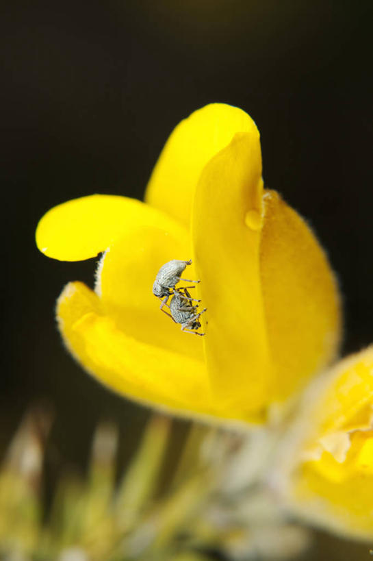 无人,竖图,室外,特写,白天,正面,美景,阴影,朦胧,模糊,盛开,光线,昆虫,影子,景观,花蕾,停留,花,花瓣,花朵,鲜花,一只,黄色,阳光,自然,动物,花苞,花蕊,景色,停止,自然风光,象鼻虫,害虫,逗留,停顿,彩图,全身