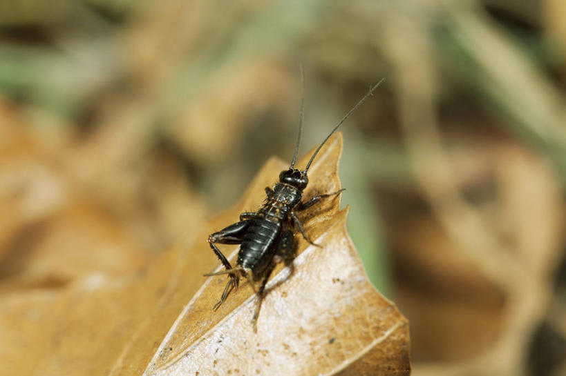 无人,横图,室外,特写,白天,草地,草坪,美景,植物,叶子,阴影,朦胧,模糊,光线,昆虫,影子,景观,枯叶,落叶,停留,草,一只,背面,绿色,阳光,自然,动物,蟋蟀,趴着,景色,自然风光,蛐蛐,害虫,蛐蛐儿,趋织,促织,叶,叶片,趴,彩图,全身