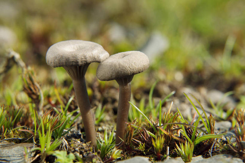 无人,横图,室外,特写,白天,正面,草地,草坪,美景,植物,蔬菜,阴影,朦胧,模糊,新鲜,光线,影子,景观,菌菇,蘑菇,食品,菌类,草,食物,两个,绿色,阳光,自然,食用菌,景色,有机食品,绿色食品,自然风光,伞菌,杯伞,杯蕈,漏斗形杯伞,彩图