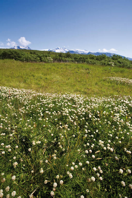 无人,公园,竖图,室外,白天,正面,旅游,度假,草地,草坪,花海,花圃,美景,山,植物,叶子,欧洲,冰岛,阴影,盛开,光线,影子,景观,山峰,云,云朵,山峦,花蕾,云彩,娱乐,草,花,花瓣,花朵,花卉,鲜花,蓝色,绿色,白云,蓝天,天空,阳光,自然,花丛,花束,花田,天,花苞,花蕊,享受,休闲,景色,放松,晴朗,国家公园,自然风光,北欧,冰岛共和国,瓦特纳冰川国家公园,晴空,彩图