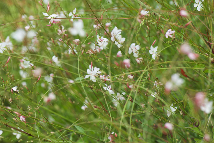 无人,横图,室外,特写,白天,正面,旅游,度假,草地,草坪,美景,植物,叶子,阴影,朦胧,模糊,盛开,光线,影子,景观,绿叶,花蕾,娱乐,草,花,花瓣,花朵,鲜花,红色,绿色,白色,阳光,自然,蝴蝶花,花苞,花蕊,享受,休闲,嫩叶,景色,放松,自然风光,叶,叶片,彩图