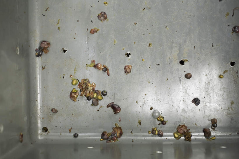 无人,横图,俯视,室外,特写,白天,葡萄,一排,阴影,整齐,光线,金属,影子,皮,果皮,锅,排列,一个,阳光,四个,单个,圆孔,队列,彩图,高角度拍摄