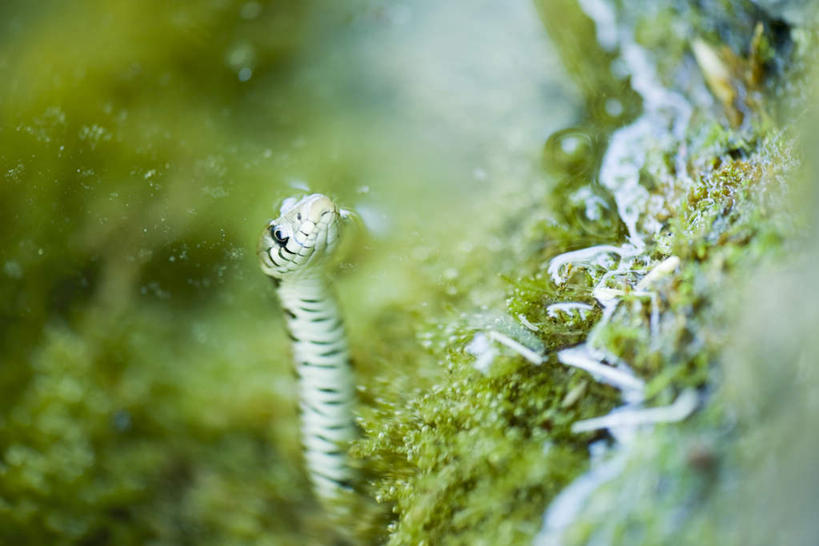 无人,横图,俯视,室外,特写,白天,河流,水,野生动物,一条,阴影,朦胧,模糊,光线,蛇,影子,河水,水流,苔藓,注视,阳光,动物,观察,看,游,观看,察看,关注,凶猛,残暴,凶残,抬头,仰头,彩图,高角度拍摄