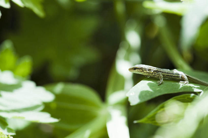 无人,横图,室外,特写,白天,侧面,草地,草坪,植物,野生动物,蜥蜴,叶子,阴影,朦胧,模糊,光线,影子,绿叶,注视,草,一只,绿色,阳光,动物,观察,看,趴着,嫩叶,观看,察看,关注,凶猛,石龙子,鬃狮蜥,山龙子,石蜴,泉龙,猪婆蛇,五寸棍,四脚蛇,蜴,残暴,凶残,叶,叶片,守宫,趴,彩图