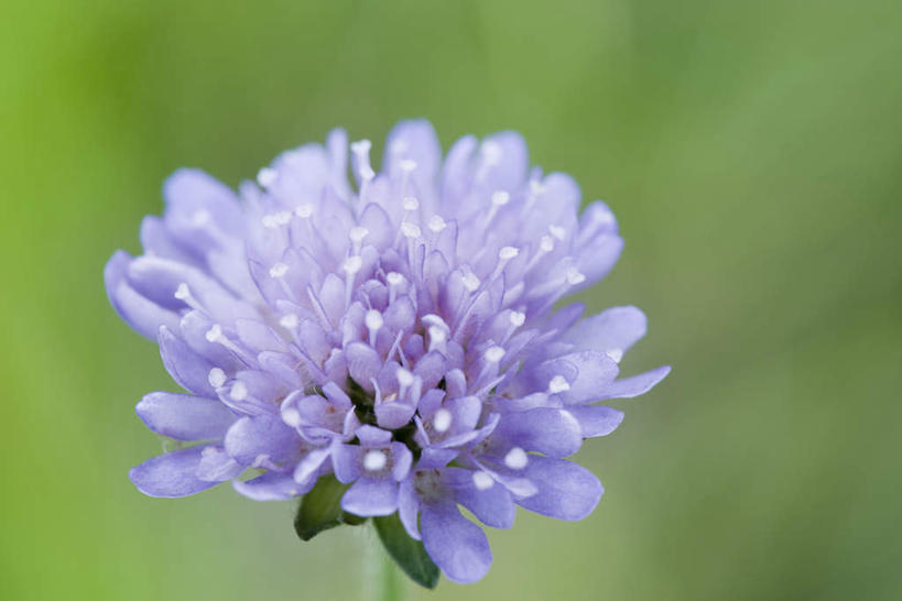 无人,横图,室外,特写,白天,正面,草地,草坪,美景,植物,朦胧,模糊,盛开,景观,花蕾,草,花,花瓣,花朵,鲜花,一朵,绿色,紫色,自然,花苞,花蕊,菊花,景色,自然风光,轮峰菊,彩图