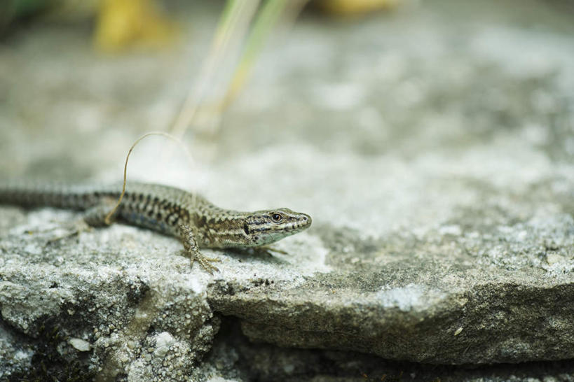 无人,横图,俯视,室外,特写,白天,石头,野生动物,蜥蜴,阴影,朦胧,模糊,光线,石子,影子,注视,一只,阳光,动物,观察,看,趴着,观看,察看,关注,凶猛,石龙子,鬃狮蜥,山龙子,石蜴,泉龙,猪婆蛇,五寸棍,四脚蛇,蜴,残暴,凶残,石块,守宫,趴,彩图,高角度拍摄