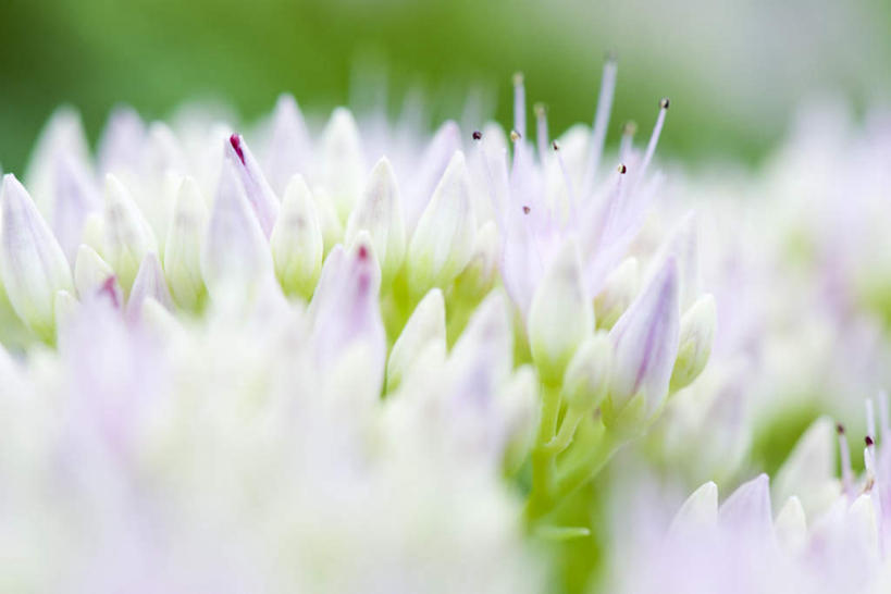无人,横图,室外,特写,白天,正面,美景,许多,朦胧,模糊,盛开,景观,葱花,花蕾,花,花瓣,花朵,鲜花,白色,自然,花苞,花蕊,景色,自然风光,彩图