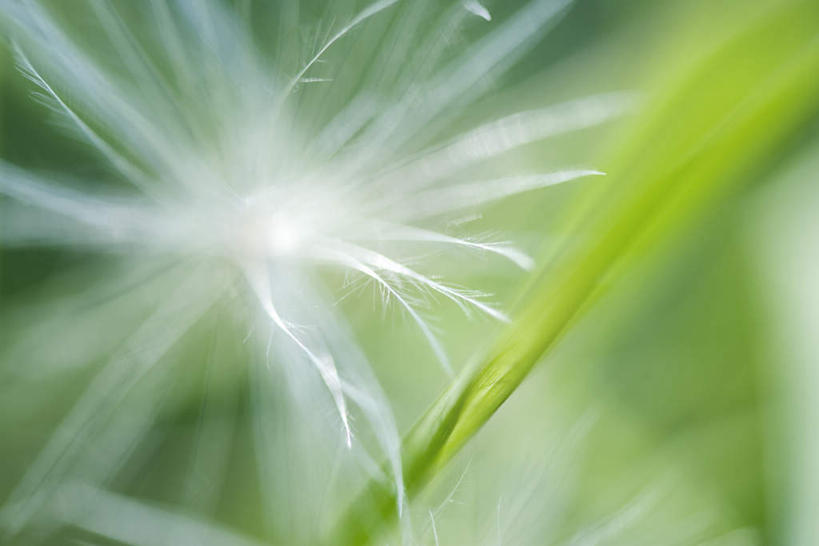 无人,横图,室外,特写,白天,正面,美景,蒲公英,许多,朦胧,模糊,盛开,景观,花蕾,花,花瓣,花朵,鲜花,白色,自然,花苞,花蕊,景色,自然风光,蒲公草,尿床草,彩图