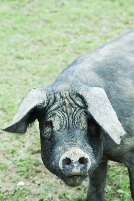 无人,站,竖图,俯视,室外,特写,白天,草地,草坪,植物,野生动物,猪,阴影,光线,影子,注视,家禽,草,一只,绿色,阳光,动物,观察,看,站着,转头,家畜,牲畜,观看,察看,关注,站立,彩图,高角度拍摄