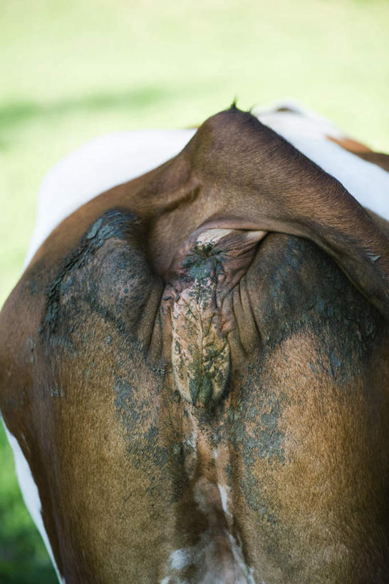 臀部,无人,竖图,室外,特写,白天,草地,草坪,植物,牛,野生动物,阴影,朦胧,模糊,光线,影子,家禽,草,一只,背面,绿色,阳光,动物,家畜,可爱,牲畜,活泼,彩图