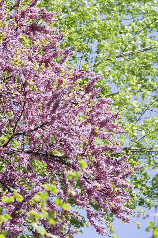 无人,竖图,室外,特写,白天,仰视,美景,植物,阴影,光线,影子,景观,树,树木,蓝色,绿色,蓝天,天空,阳光,自然,天,景色,生长,成长,自然风光,紫荆花,满条红,苏芳花,紫荆,箩筐树,彩图,低角度拍摄