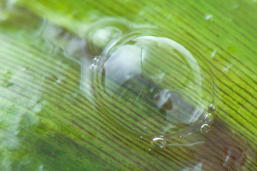 无人,横图,俯视,室内,特写,白天,芦荟,叶子,透明,纹路,纹理,绿叶,一个,泡泡,嫩叶,单个,肌理,罗帷草,讷会,奴会,象鼻莲,象胆,通明,叶,叶片,彩图,高角度拍摄,油葱