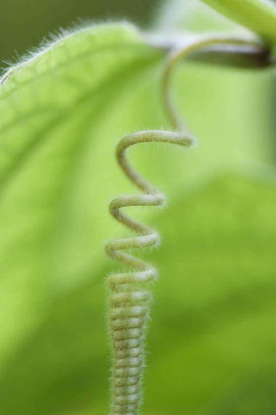 无人,竖图,室外,特写,白天,正面,植物,叶子,阴影,光线,纹理,影子,绿叶,绿色,阳光,藤蔓,嫩叶,肌理,螺旋状,叶,叶片,叶脉,彩图,螺旋形,螺旋形状,螺旋型